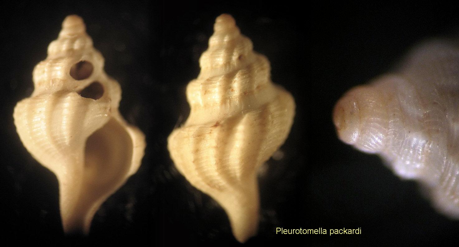 Pleurotomella packardi